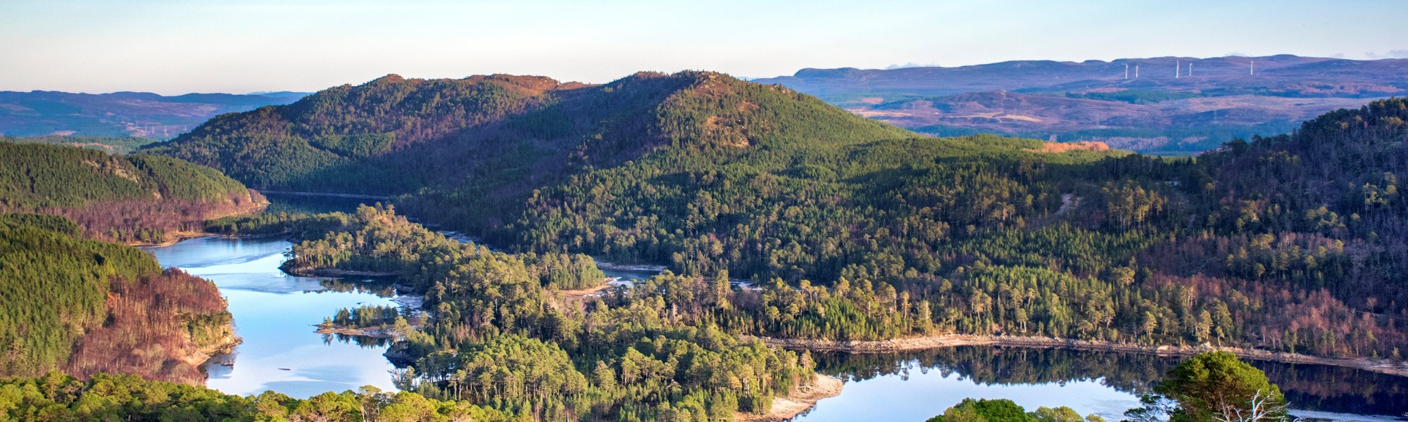 Background image: Rewilding the Highlands - our new partnership with Trees For Life
