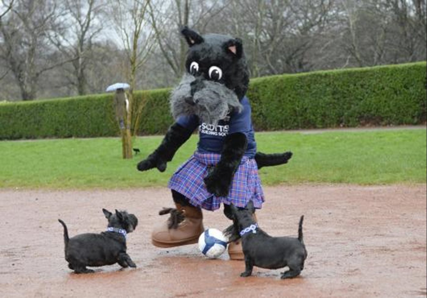 SWPL SBS Scottie Mascot 0006